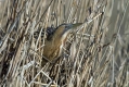 Velika_bobnarica_Bittern_Botaurus_stellaris_Caplje_Ardeidae_06.jpg
