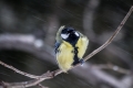 Velika_sinica_Great_tit_Parus_major_Sinice_Paridae_18.jpg