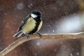 Velika_sinica_Great_tit_Parus_major_Sinice_Paridae_20.jpg