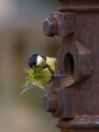 Velika_sinica_Great_tit_Parus_major_Sinice_Paridae_22.jpg
