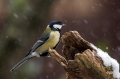 Velika_sinica_Great_tit_Parus_major_Sinice_Paridae_33.jpg