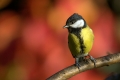 Velika_sinica_Great_tit_Parus_major_Sinice_Paridae_38.jpg