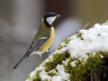 Velika_sinica_Great_tit_Parus_major_Sinice_Paridae_39.jpg