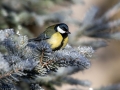 Velika_sinica_Great_tit_Parus_major_Sinice_Paridae_40.jpg
