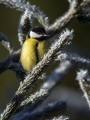 Velika_sinica_Great_tit_Parus_major_Sinice_Paridae_41.jpg