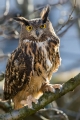 Velika_uharica_Eagle_owl_04.jpg