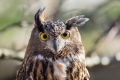 Velika_uharica_Eagle_owl_05.jpg