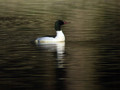 Velika_zagarica_Goosander_Mergus_merganser_Plovci_Anatidae_04.jpg