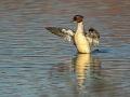Velika_zagarica_Goosander_Mergus_merganser_Plovci_Anatidae_06.jpg