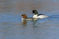 Velika_zagarica_Goosander_Mergus_merganser_Plovci_Anatidae_07.jpg