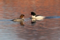 Velika_zagarica_Goosander_Mergus_merganser_Plovci_Anatidae_09.jpg