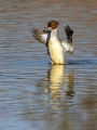 Velika_zagarica_Goosander_Mergus_merganser_Plovci_Anatidae_10.jpg