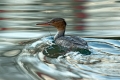 Velika_zagarica_Goosander_Mergus_merganser_Plovci_Anatidae_14.jpg