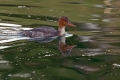 Velika_zagarica_Goosander_Mergus_merganser_Plovci_Anatidae_15.jpg