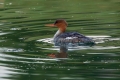 Velika_zagarica_Goosander_Mergus_merganser_Plovci_Anatidae_17.jpg
