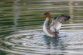 Velika_zagarica_Goosander_Mergus_merganser_Plovci_Anatidae_21.jpg