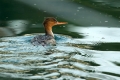 Velika_zagarica_Goosander_Mergus_merganser_Plovci_Anatidae_26.jpg