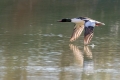 Velika_zagarica_Goosander_Mergus_merganser_Plovci_Anatidae_27.jpg