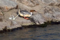 Velika_zagarica_Goosander_Mergus_merganser_Plovci_Anatidae_31.jpg