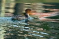 Velika_zagarica_Goosander_Mergus_merganser_Plovci_Anatidae_32.jpg