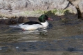 Velika_zagarica_Goosander_Mergus_merganser_Plovci_Anatidae_33.jpg