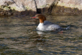 Velika_zagarica_Goosander_Mergus_merganser_Plovci_Anatidae_35.jpg