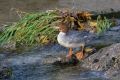 Velika_zagarica_Goosander_Mergus_merganser_Plovci_Anatidae_39.jpg