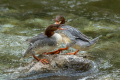 Velika_zagarica_Goosander_Mergus_merganser_Plovci_Anatidae_40.jpg