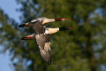 Velika_zagarica_Goosander_Mergus_merganser_Plovci_Anatidae_41.jpg