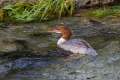 Velika_zagarica_Goosander_Mergus_merganser_Plovci_Anatidae_42.jpg