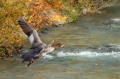 Velika_zagarica_Goosander_Mergus_merganser_Plovci_Anatidae_45.jpg
