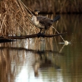 Veliki_kormoran_Cormorant_21.jpg