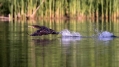 Veliki_kormoran_Cormorant_29.jpg
