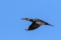 Veliki_kormoran_Cormorant_39.jpg