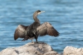 Veliki_kormoran_Cormorant_45.jpg