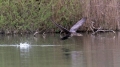 Veliki_kormoran_Cormorant_46.jpg