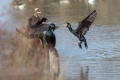 Veliki_kormoran_Cormorant_47.jpg