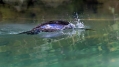 Veliki_kormoran_Cormorant_51.jpg