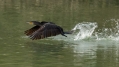 Veliki_kormoran_Cormorant_53.jpg