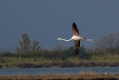 Veliki_plamenec_Greater_flamingo_10.jpg