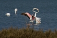 Veliki_plamenec_Greater_flamingo_12.jpg
