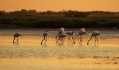 Veliki_plamenec_Greater_flamingo_13.jpg