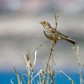 Veliki_strnad_Corn_bunting_07.jpg