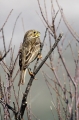 Veliki_strnad_Corn_bunting_09.jpg