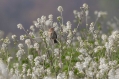 Veliki_strnad_Corn_bunting_13.jpg