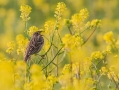 Veliki_strnad_Corn_bunting_14.jpg