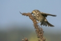 Veliki_strnad_Corn_bunting_Miliaria_calandra_Strnadi_Emberizidae_17.jpg
