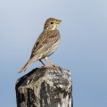 Veliki_strnad_Corn_bunting_Miliaria_calandra_Strnadi_Emberizidae_19.jpg