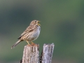 Veliki_strnad_Corn_bunting_Miliaria_calandra_Strnadi_Emberizidae_23.jpg