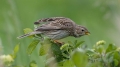 Veliki_strnad_Corn_bunting_Miliaria_calandra_Strnadi_Emberizidae_25.jpg